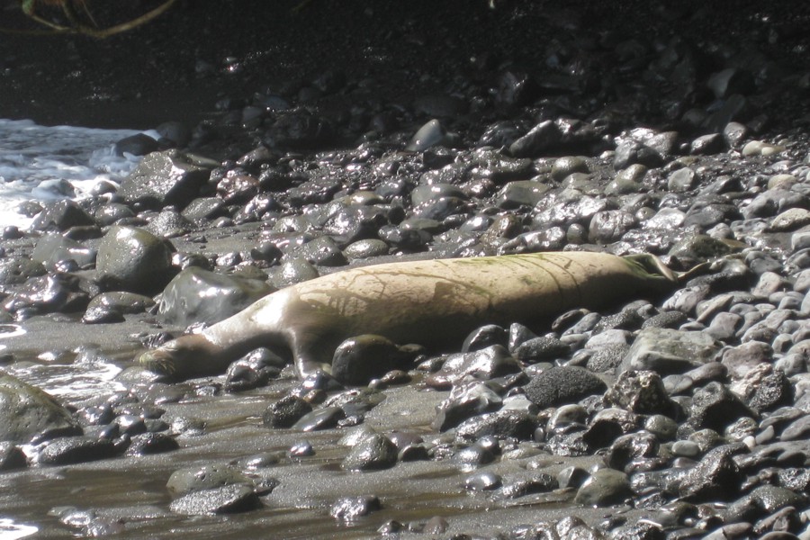 ../image/hawaii tropical botanical garden - seal 4.jpg